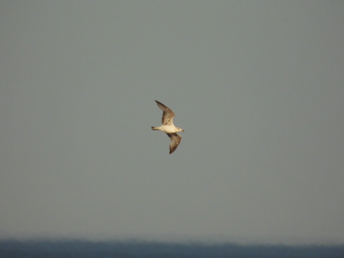 Ring-billed Gull - John McKay