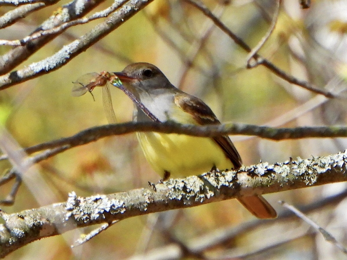 Great Crested Flycatcher - Jane Cullen