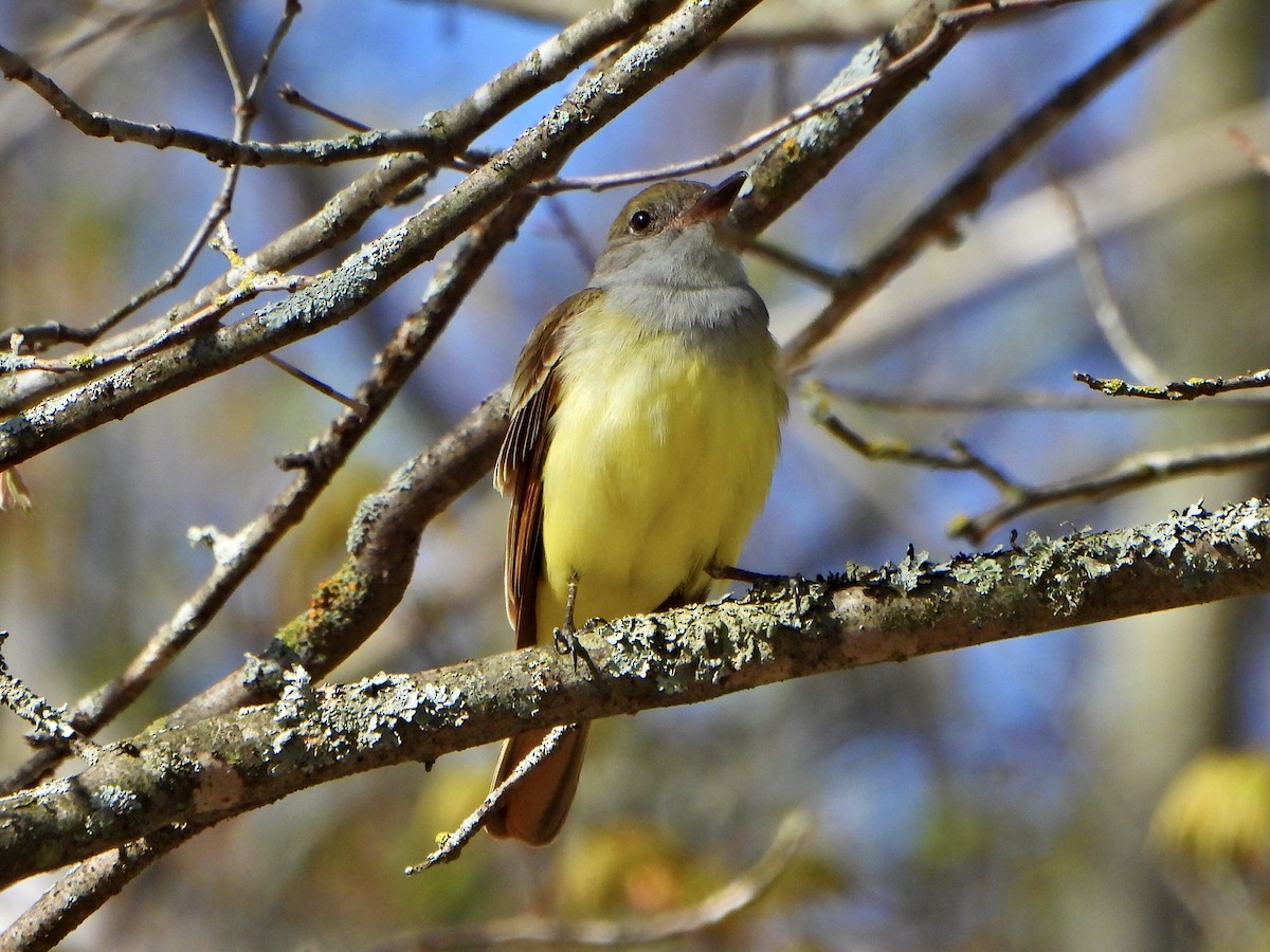 Great Crested Flycatcher - Jane Cullen