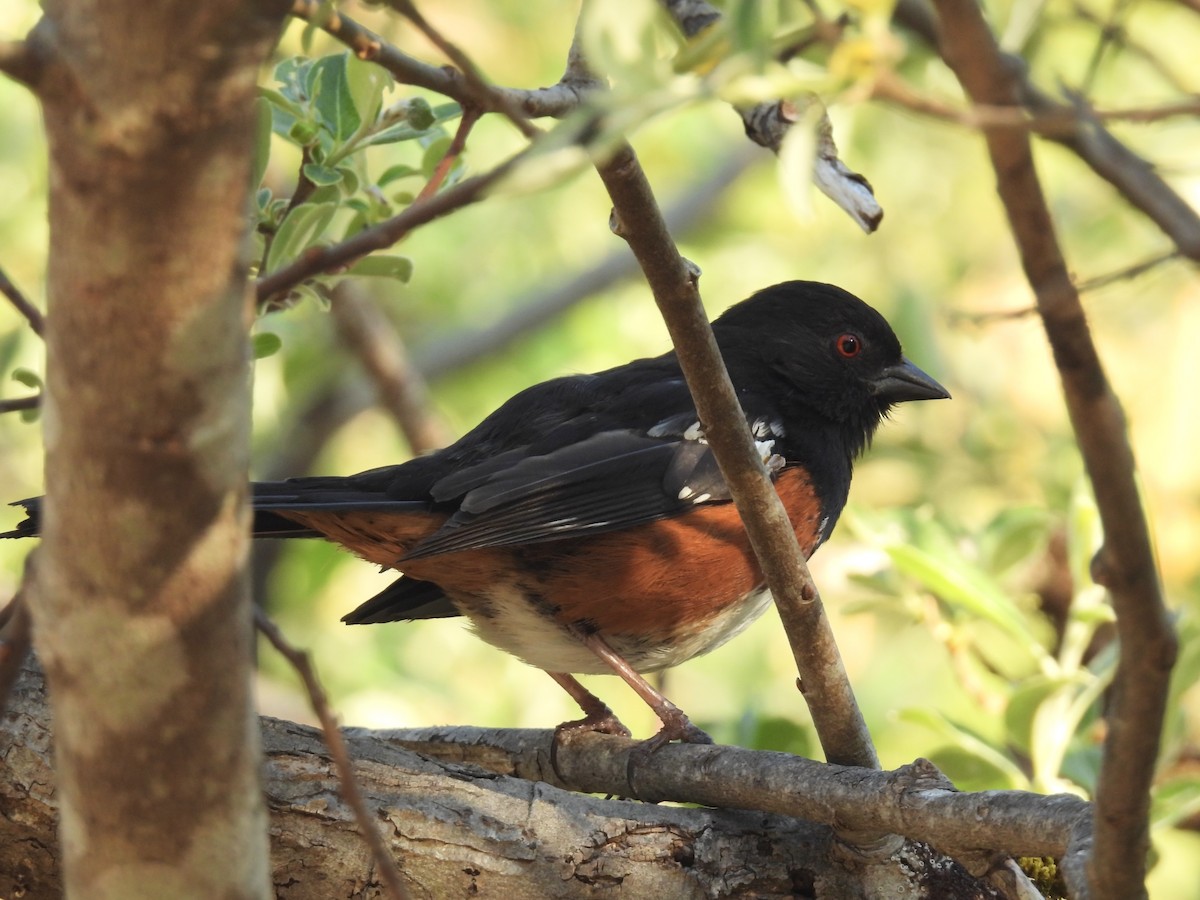 Spotted Towhee - ML571941911