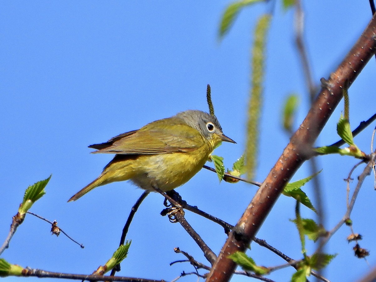 Nashville Warbler - ML571941931