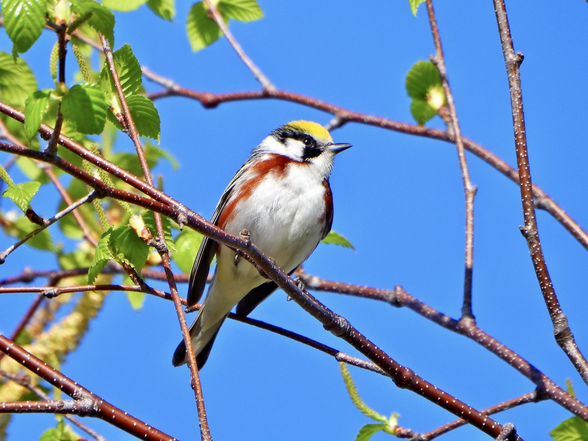 Chestnut-sided Warbler - ML571942071