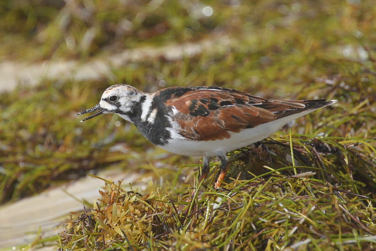 Ruddy Turnstone - ML571942181