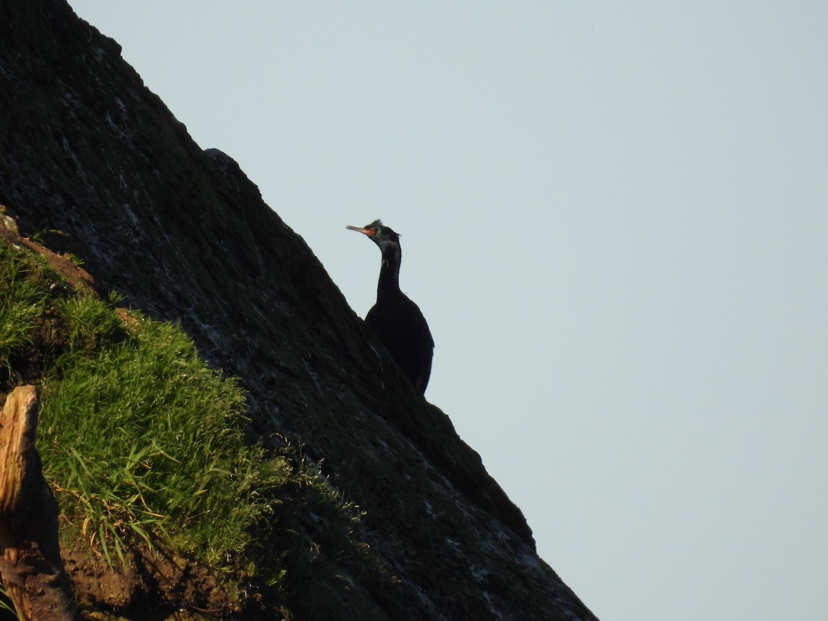 Cormoran pélagique - ML571942301