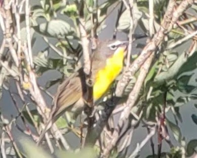 Yellow-breasted Chat - ML571942481