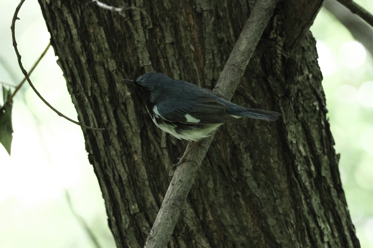 Black-throated Blue Warbler - Steve Solnick