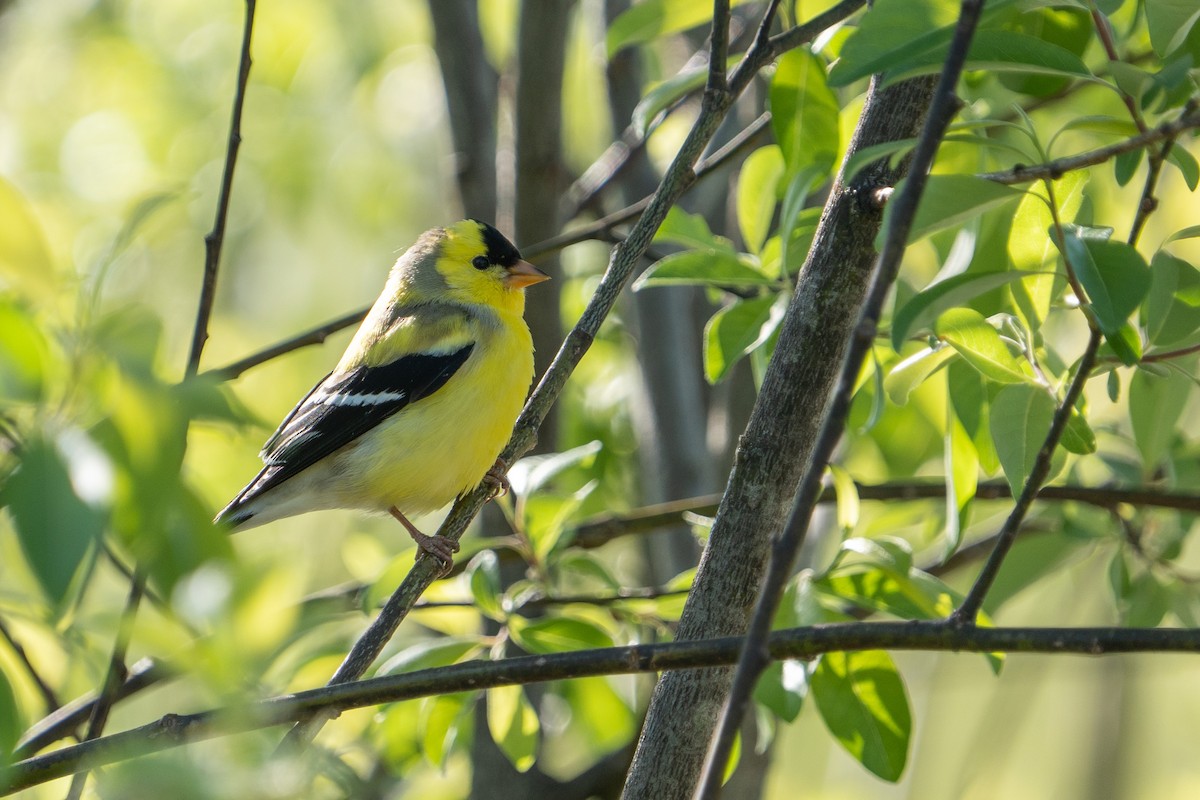 American Goldfinch - ML571944801