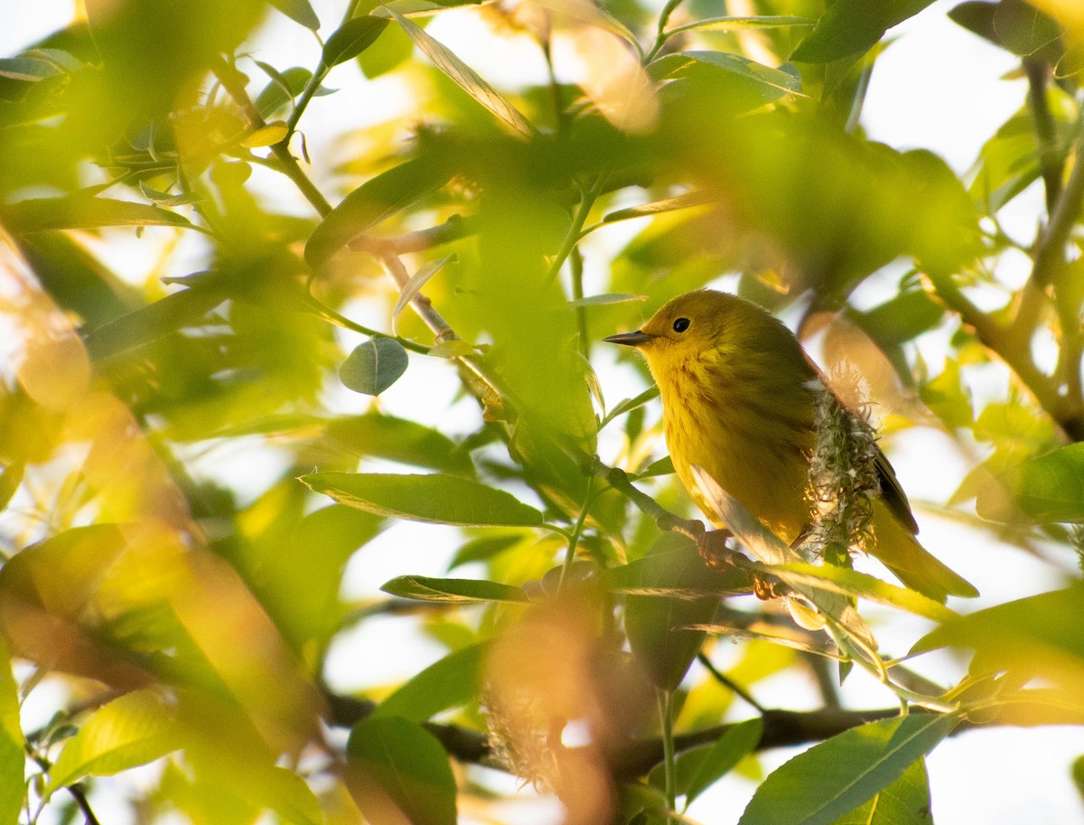 Paruline jaune - ML571945231