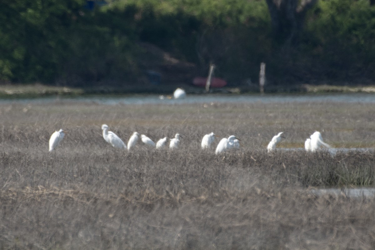 Snowy Egret - ML571945331