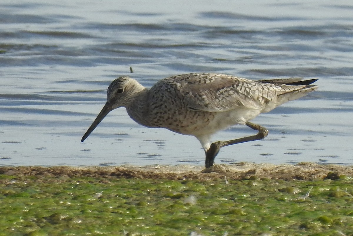 Willet - ML57194541