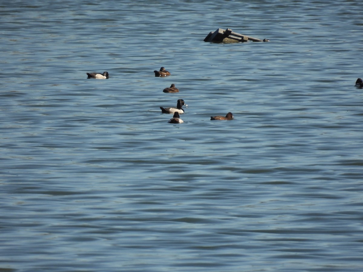 Ring-necked Duck - ML571946041