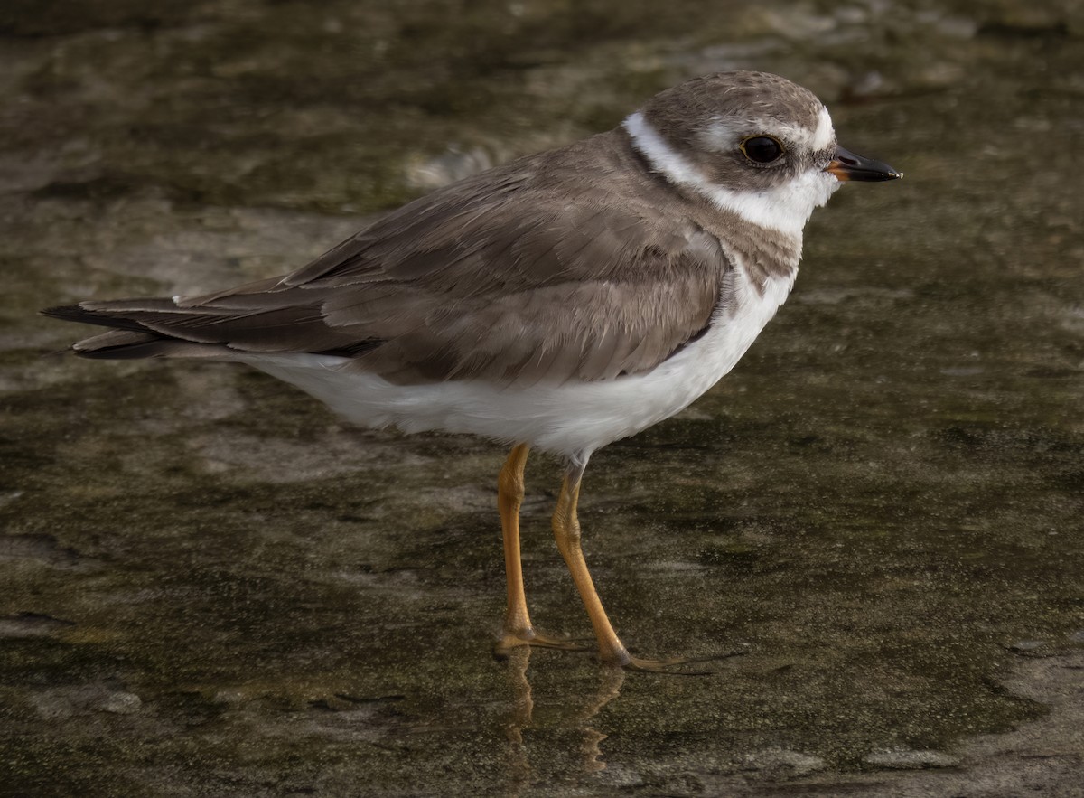 Semipalmated Plover - ML571947451