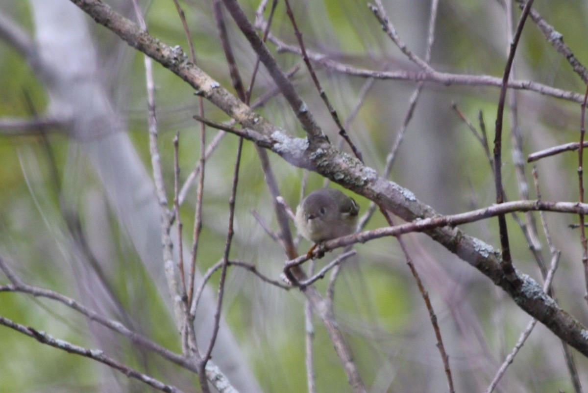 Ruby-crowned Kinglet - Mylene  Paulhus, Perreault