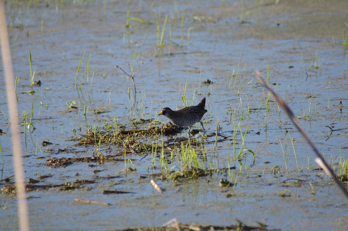 Polluela Sora - ML57194891