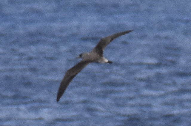 Cory's Shearwater - ML571949231