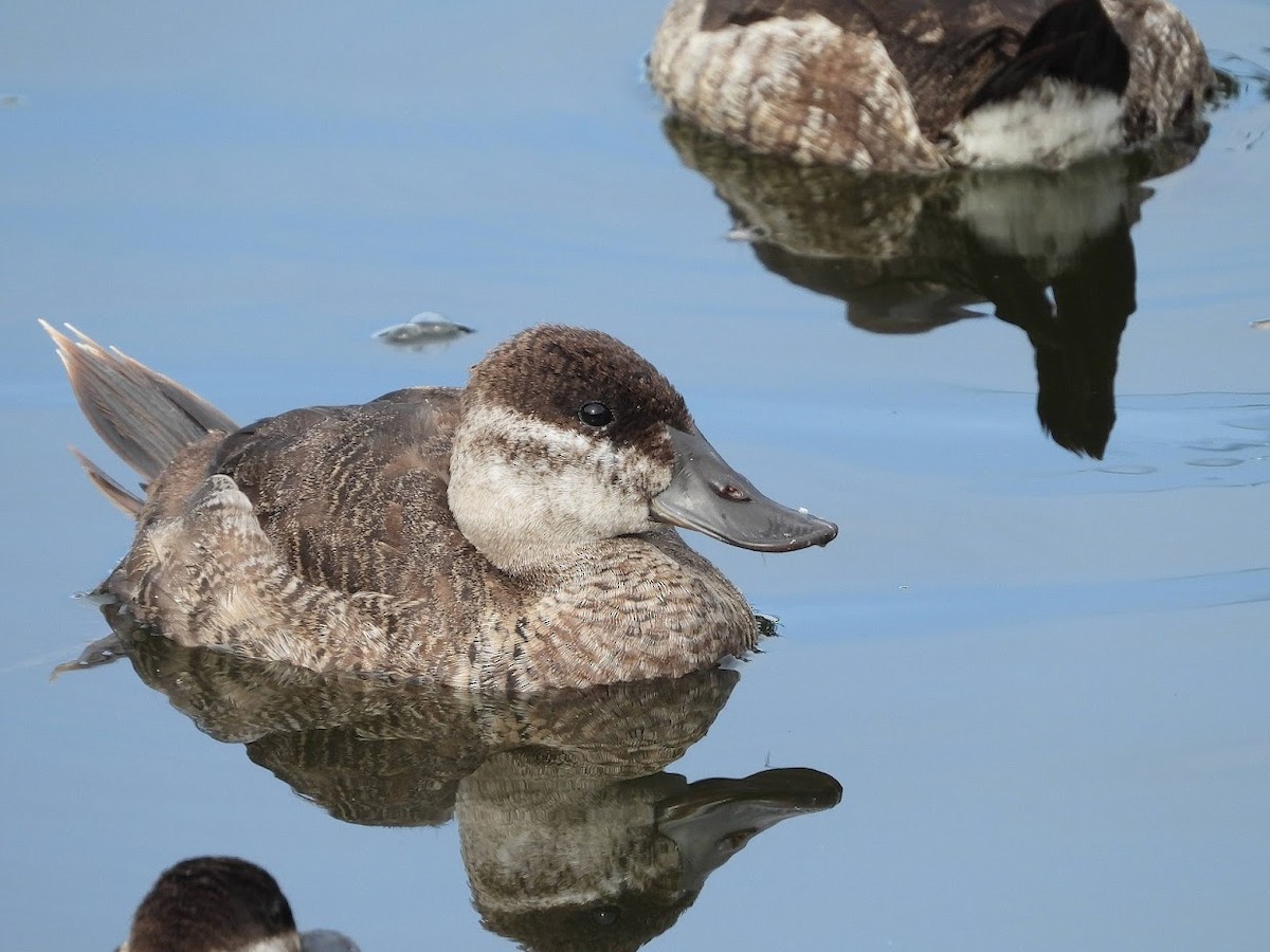 Ruddy Duck - ML571949331