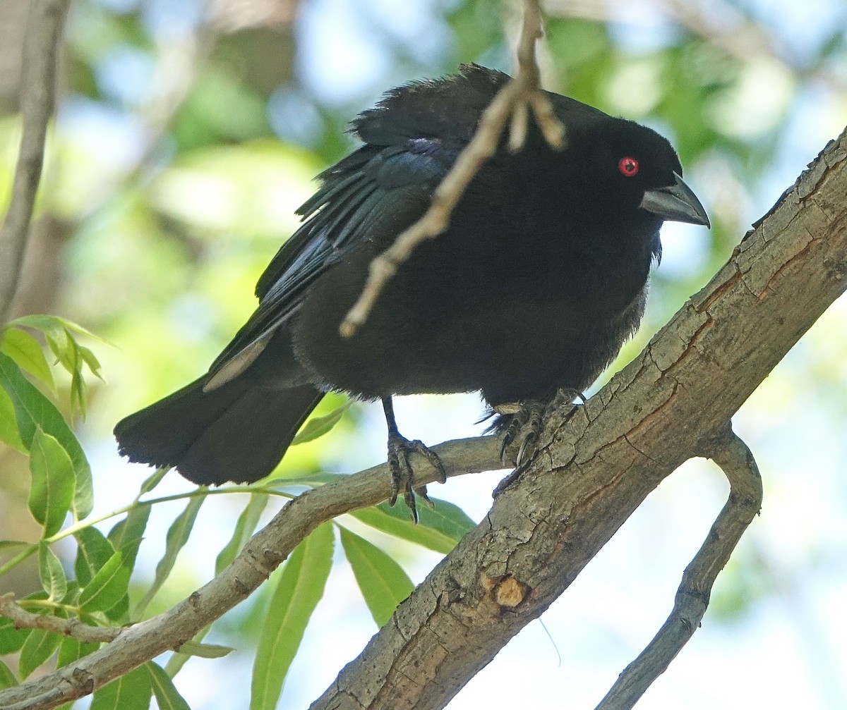 Bronzed Cowbird - Carolyn Ohl, cc