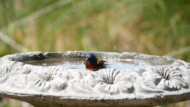 Painted Bunting - ML571949801
