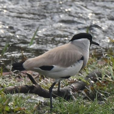 River Lapwing - ML571951651