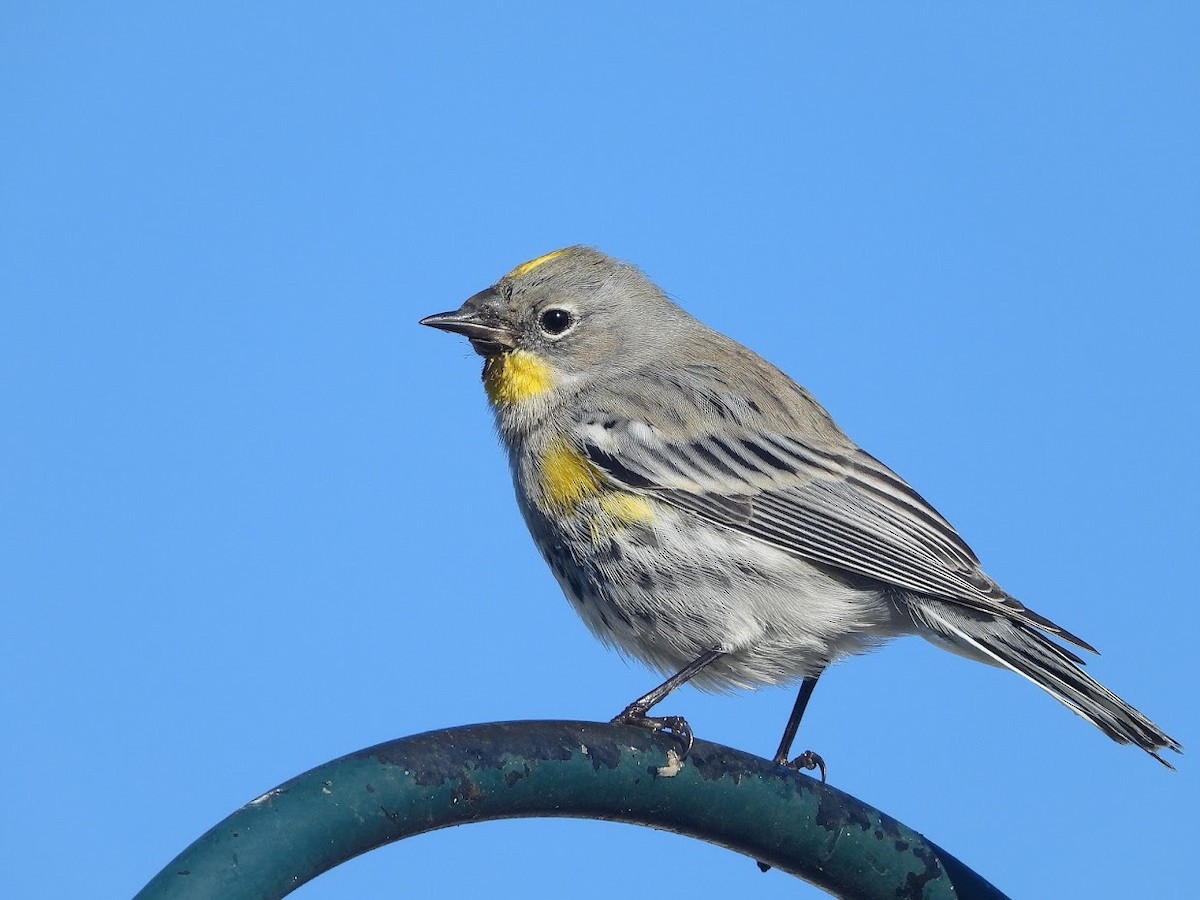 Yellow-rumped Warbler - ML571951701