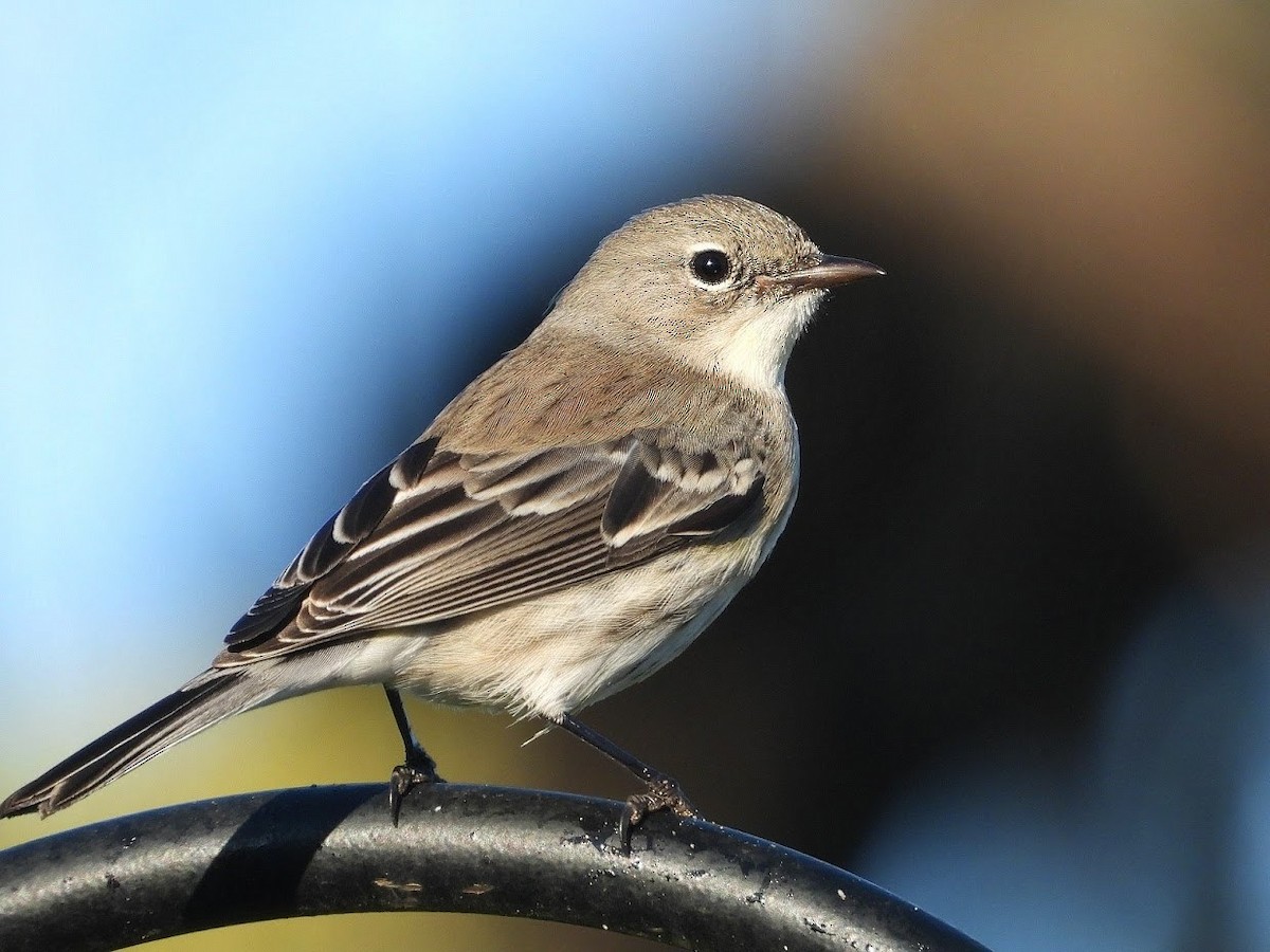 Yellow-rumped Warbler (Audubon's) - ML571951931