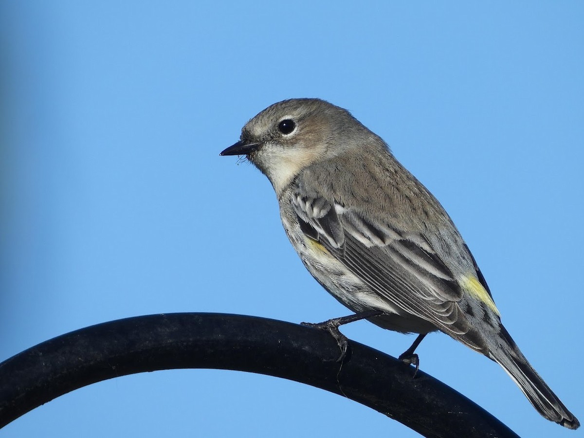 Yellow-rumped Warbler - ML571952051