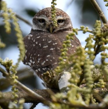 Spotted Owlet - ML571952251