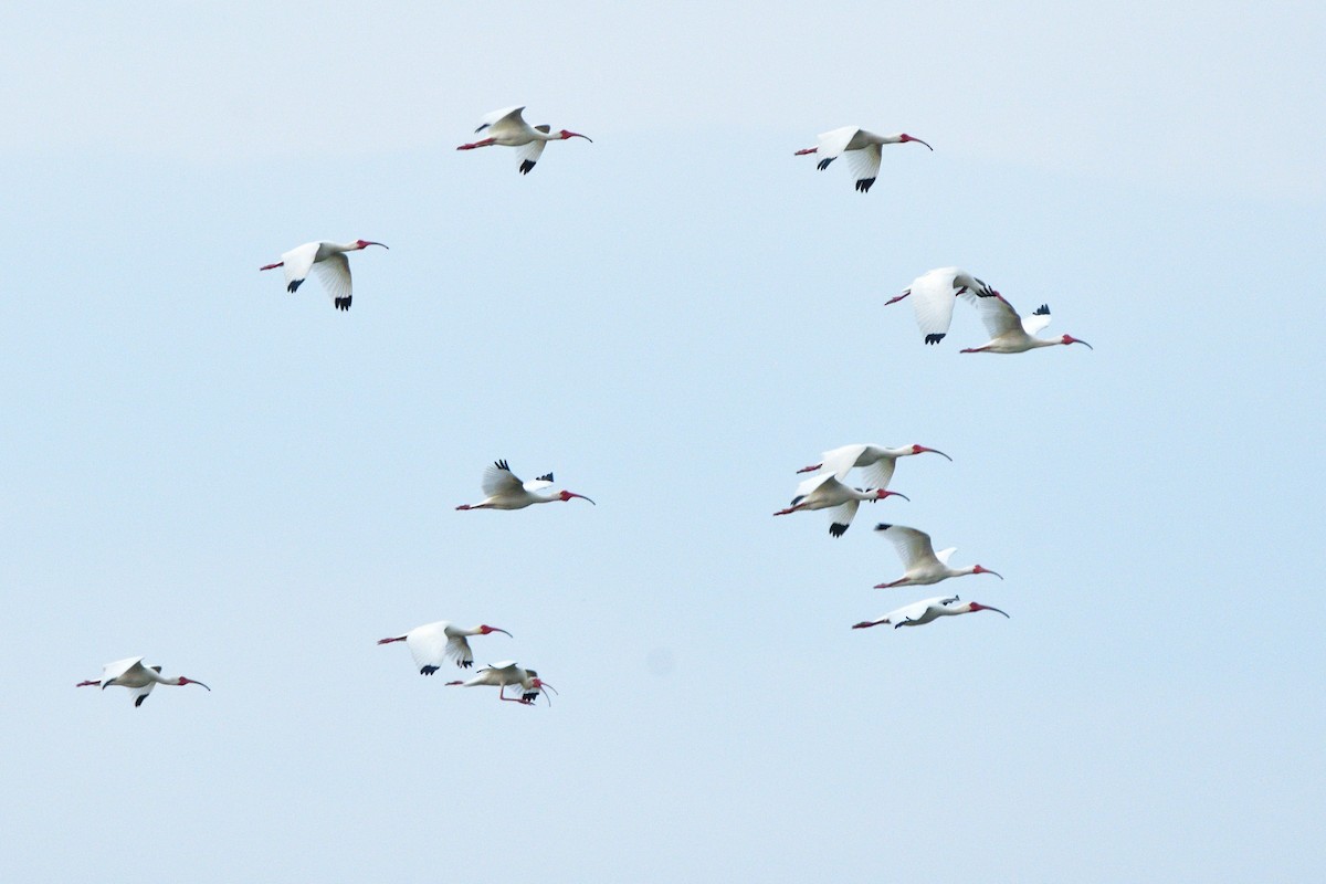 White Ibis - ML571953481