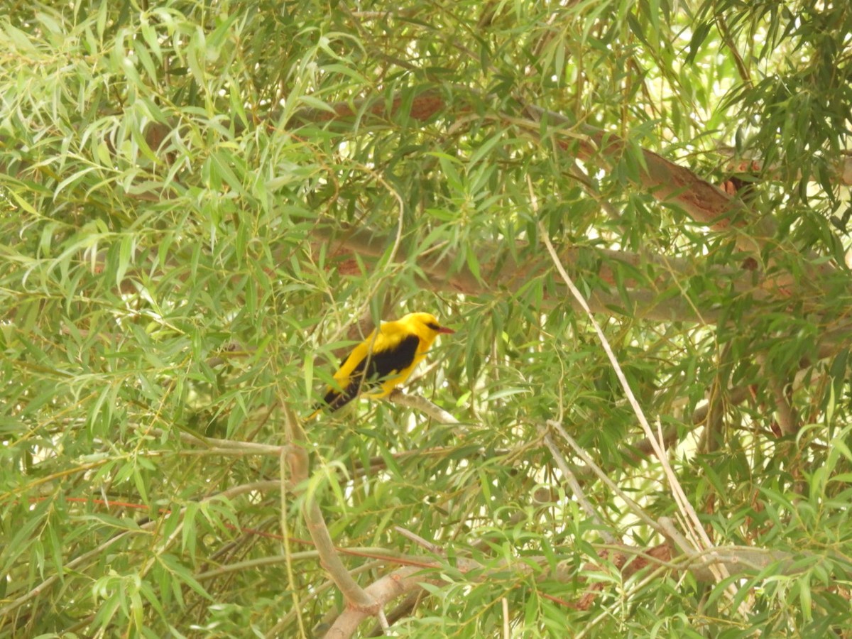 Eurasian Golden Oriole - ML571953961