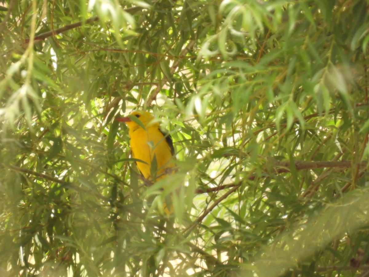 Eurasian Golden Oriole - ML571953981