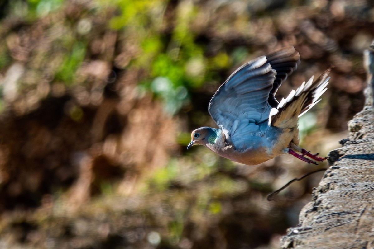 Mourning Dove - Rene Durocher