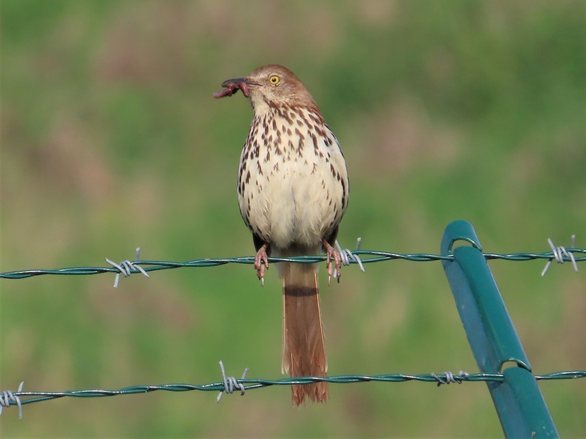 Brown Thrasher - Patricia and Richard Williams