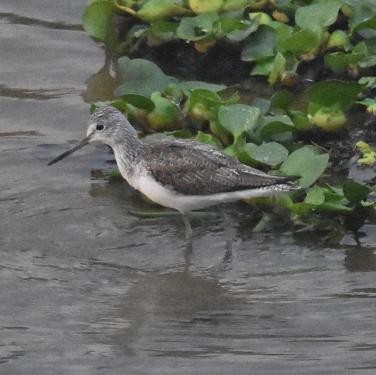 Common Greenshank - Jos Simons