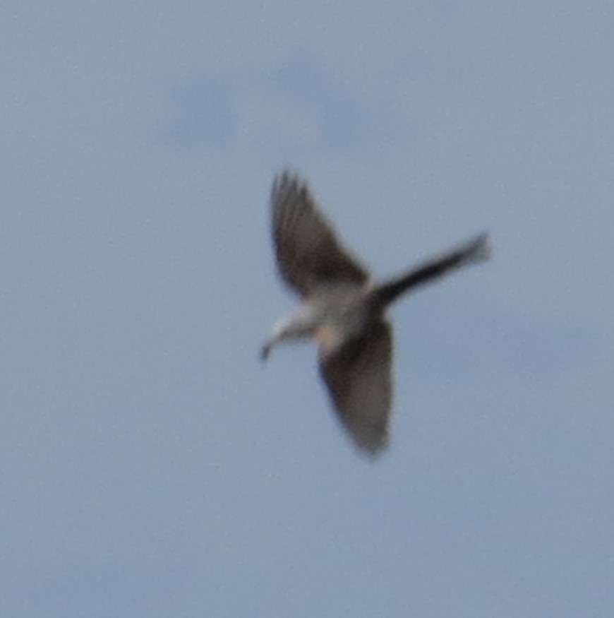 Scissor-tailed Flycatcher - ML571956101