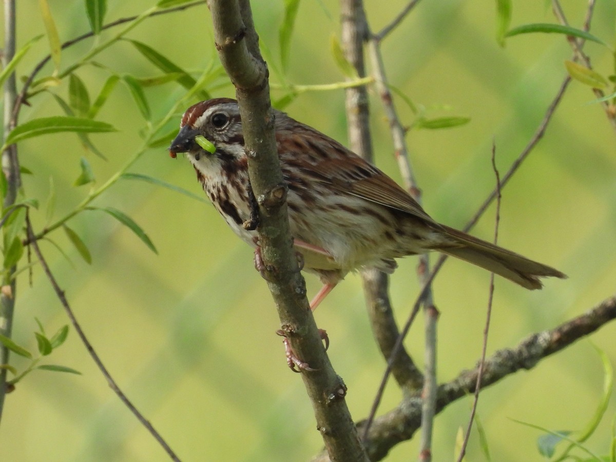 Song Sparrow - ML571956371