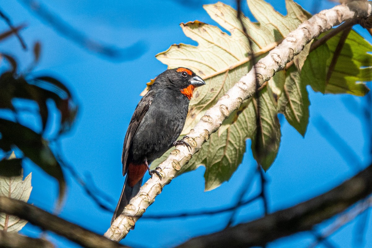 Greater Antillean Bullfinch - Rene Durocher