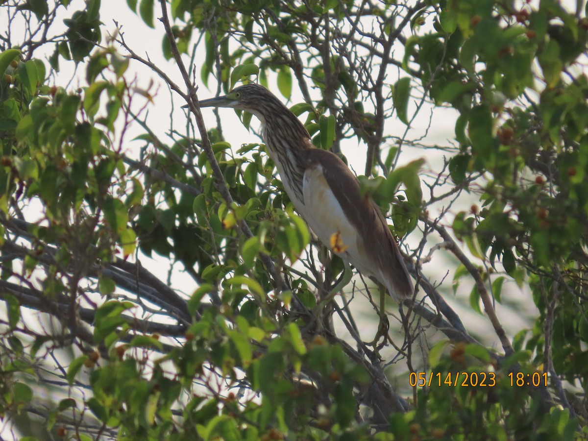 Squacco Heron - Ute Langner