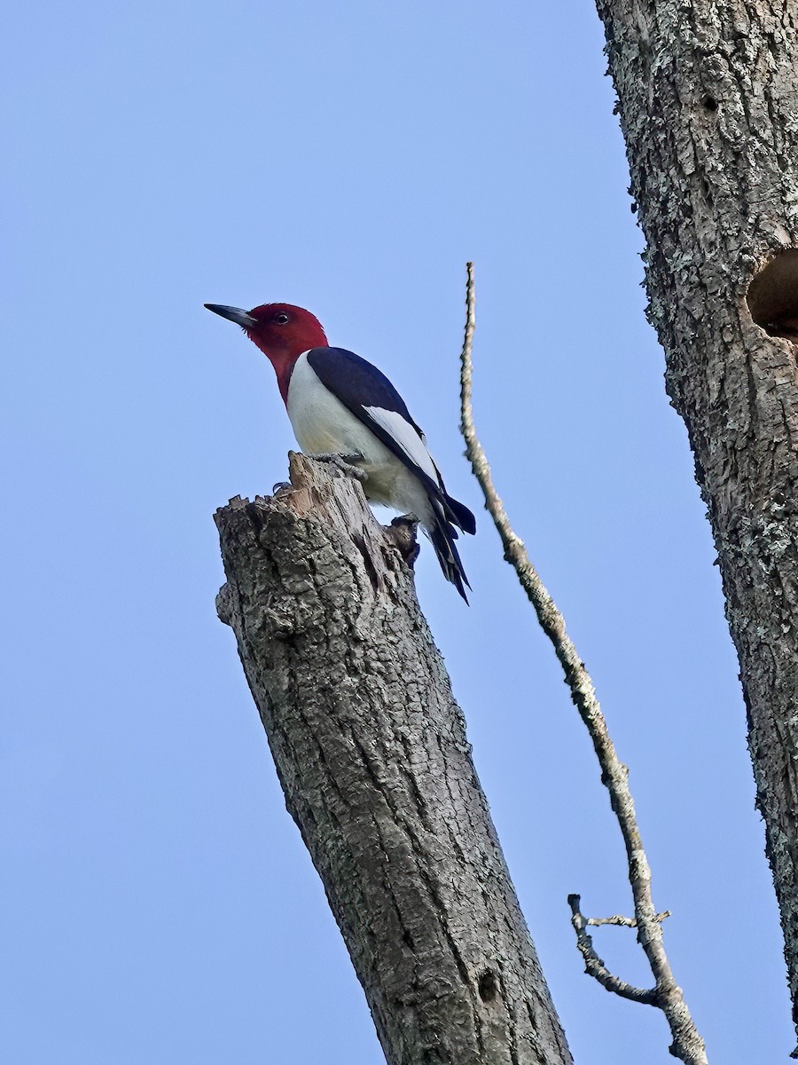 Red-headed Woodpecker - ML571956891