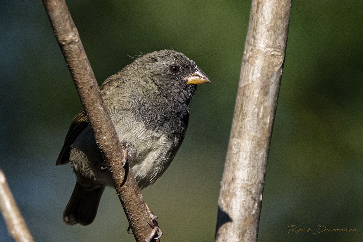 Black-faced Grassquit - ML571956911