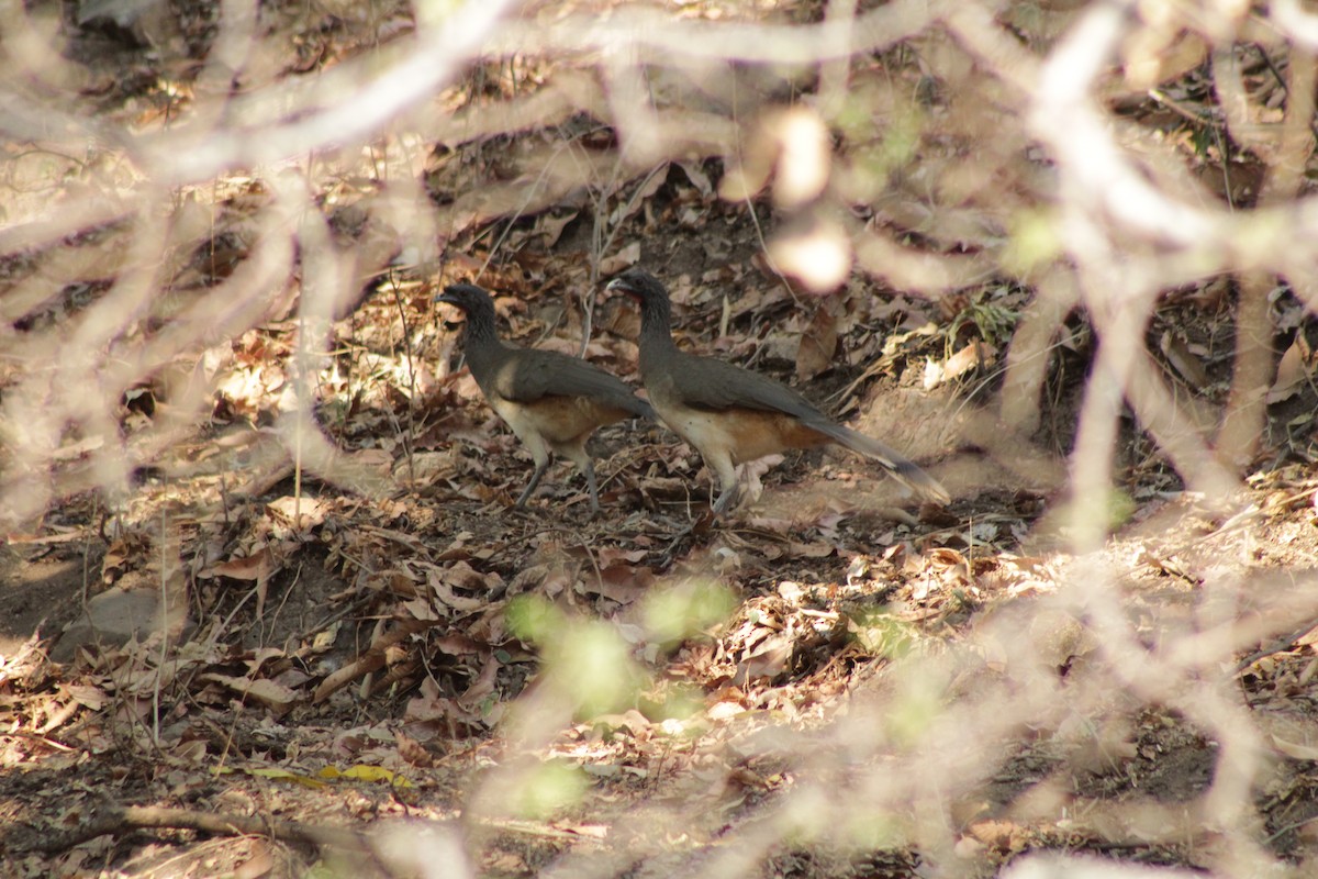 West Mexican Chachalaca - ML571957151