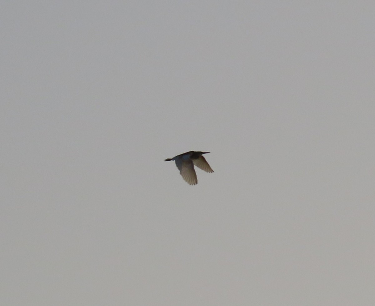 Squacco Heron - Ute Langner