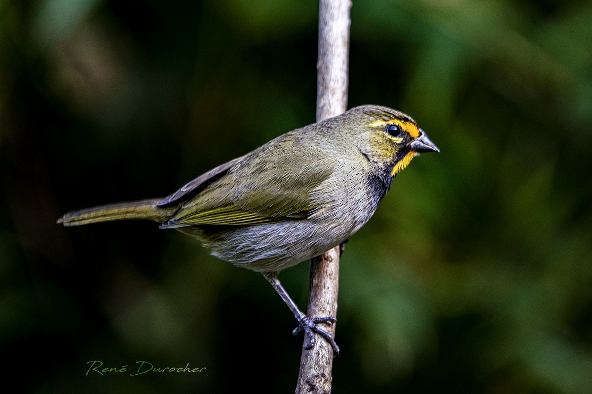 Yellow-faced Grassquit - ML571957391