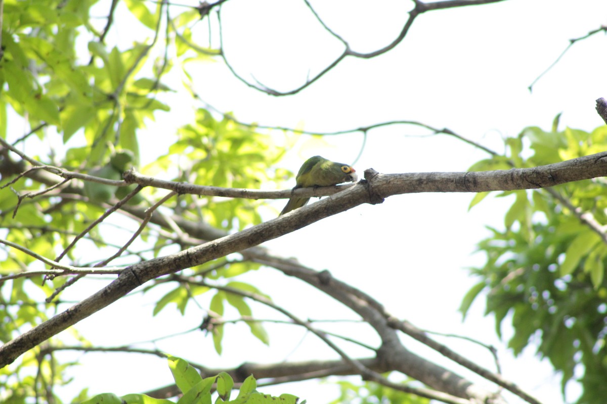 Orange-fronted Parakeet - ML571957831