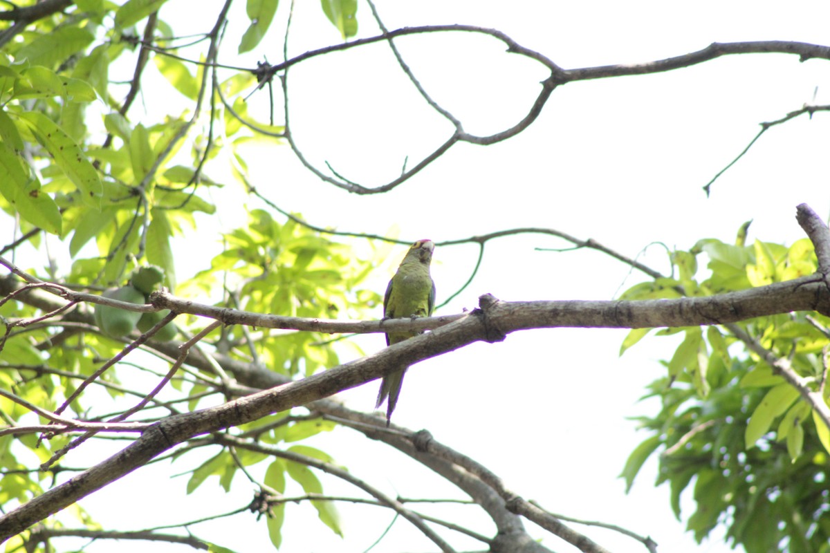 Orange-fronted Parakeet - ML571957841