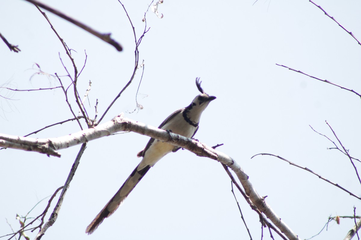 White-throated Magpie-Jay - ML571958601