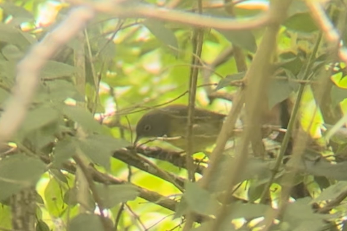 Connecticut Warbler - ML571958781