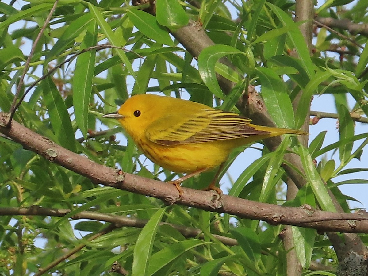Yellow Warbler - Patricia and Richard Williams
