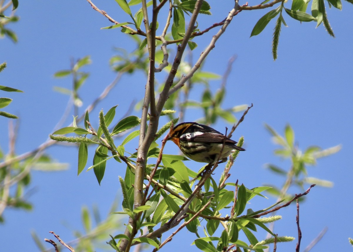 Blackburnian Warbler - ML571960121