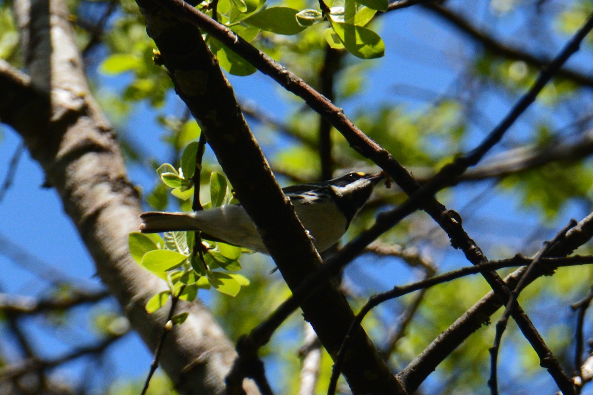 Black-throated Gray Warbler - ML57196041