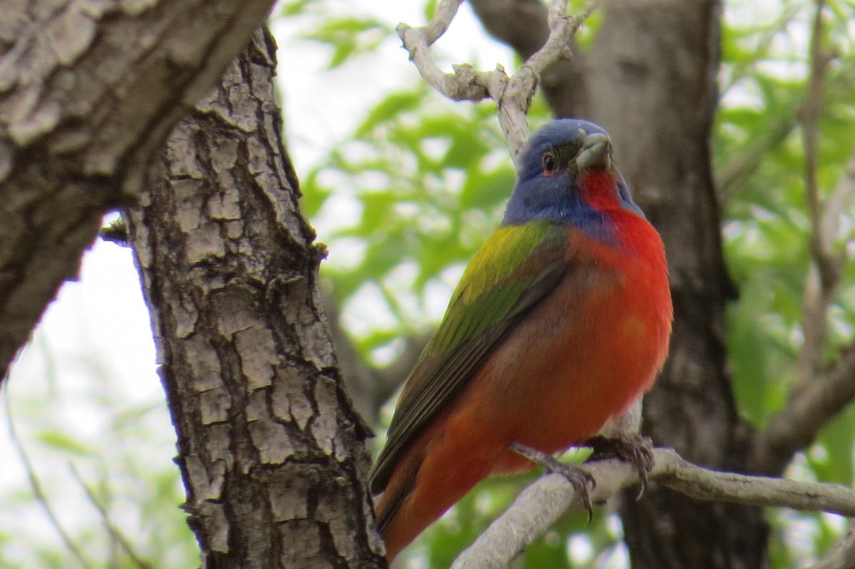 Painted Bunting - ML571960561